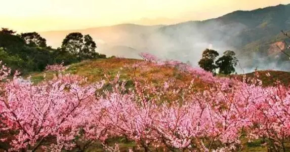 厦门灌口镇长春谷,梅花,梨花,桃花和油菜花在山间开得灿烂