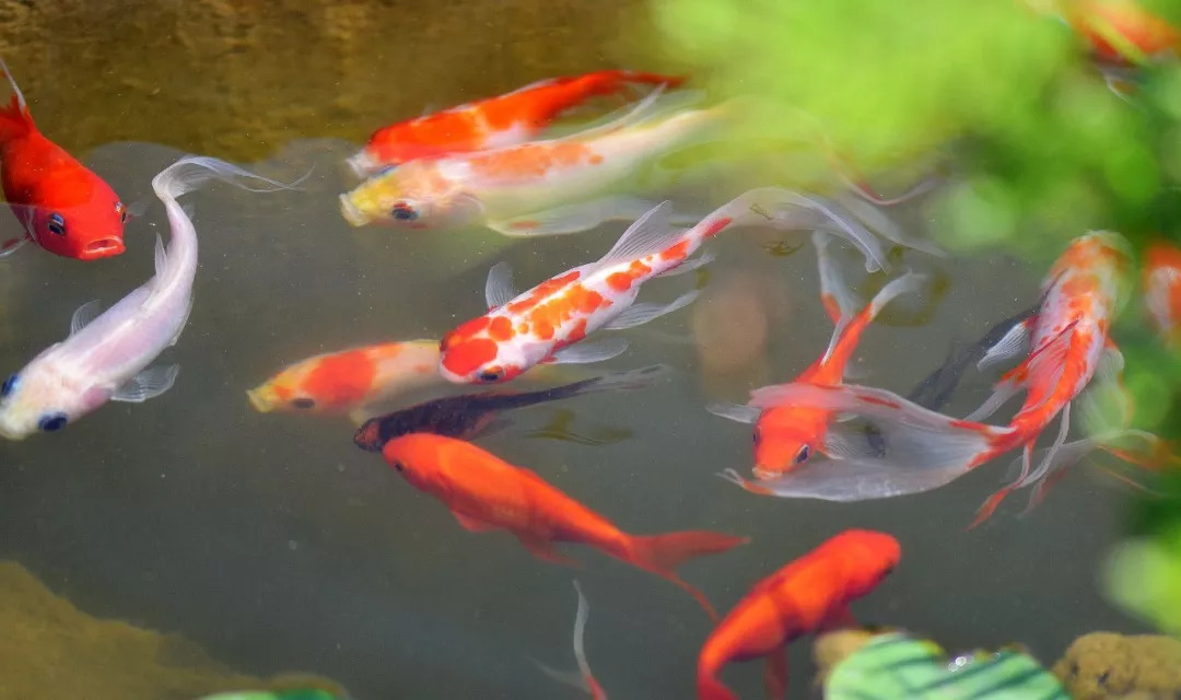 风水锦鲤,寓意吉祥