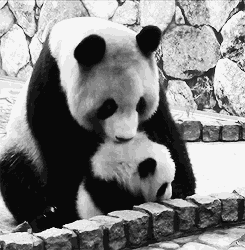 【每日一乐】熊孩子,过来让妈妈抱抱!