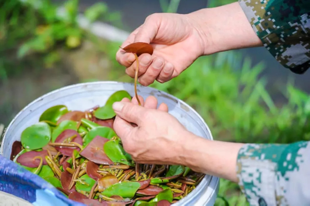 乡土植物江南水八仙之莼菜