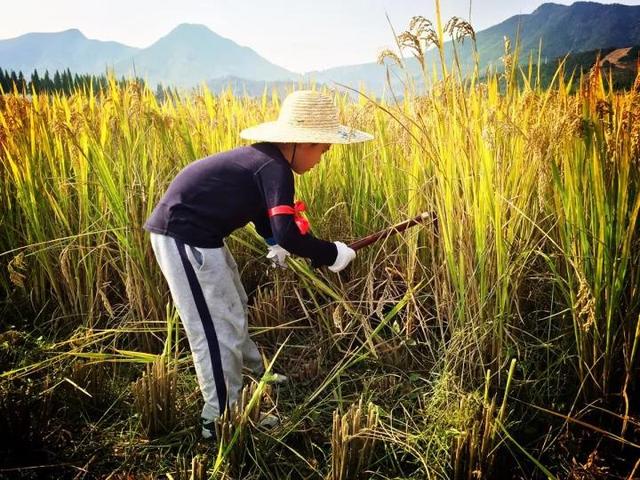 割稻打谷扎稻草人…在成都城边,找"稻"田园乐趣,体验秋收之旅!