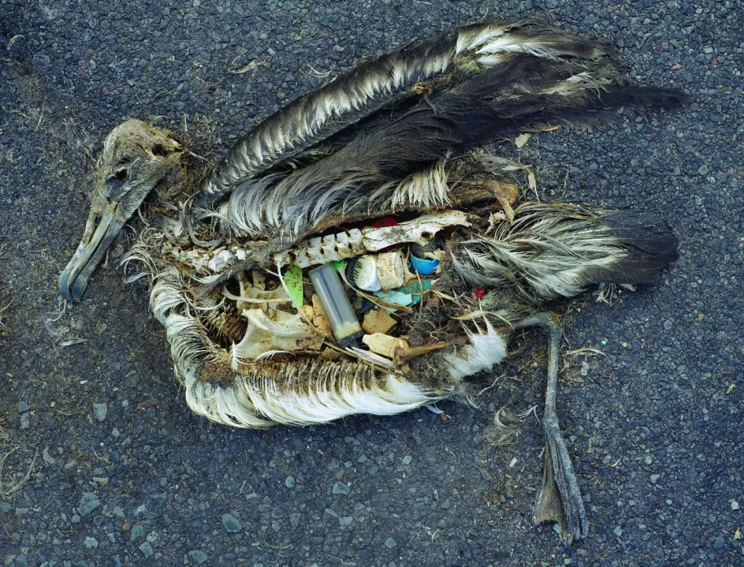 "蛟龙号"带回海洋生物检出微塑料,海洋污染远比你想的