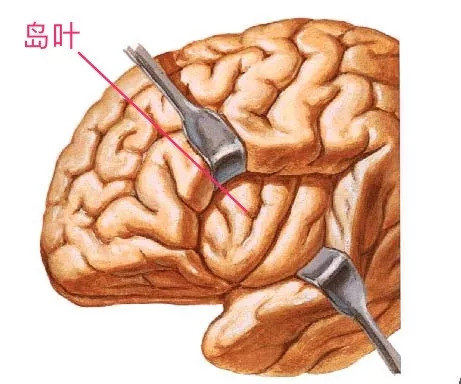 颞叶内侧面:与记忆,精神,行为,内脏活动有关.4.