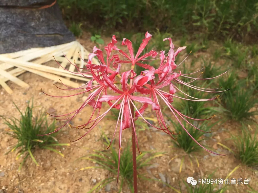 莼湖镇桐照村的海边出现了传说中的"死亡之花"