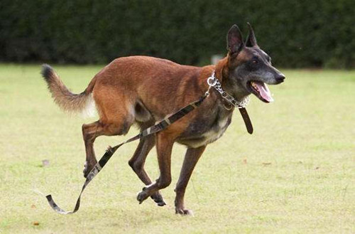 【个人养狗经验分享】马犬缺钙后腿抽续吗,马犬经常后腿抽筋起不来