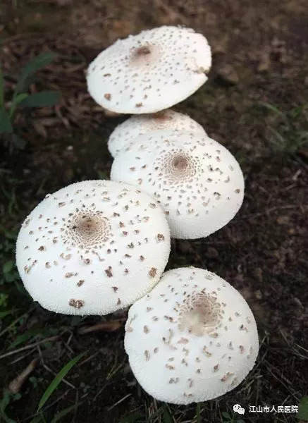 如有侵权请及时联系 惹祸的蘑菇叫"大青褶伞" "该菇所含有的毒素主要