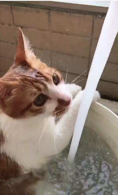 主人給貓咪洗澡，不但沒反抗還泡起澡來，時不時地喝口水，好乖巧 萌寵 第3張