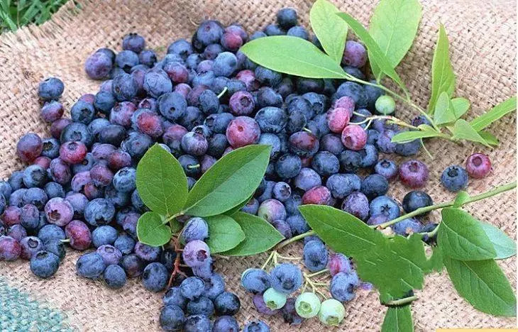 大森林里孕育的野生蓝莓,树莓,亚格达等野生浆果,黄芪,党参等中草药材