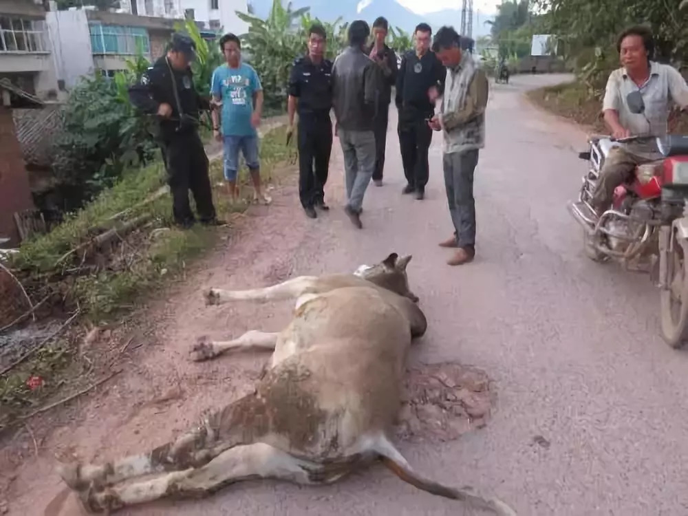 该县龙场镇跑马村一村民家的牛发疯,见人就疯狂地乱踢乱撞,就连主人也