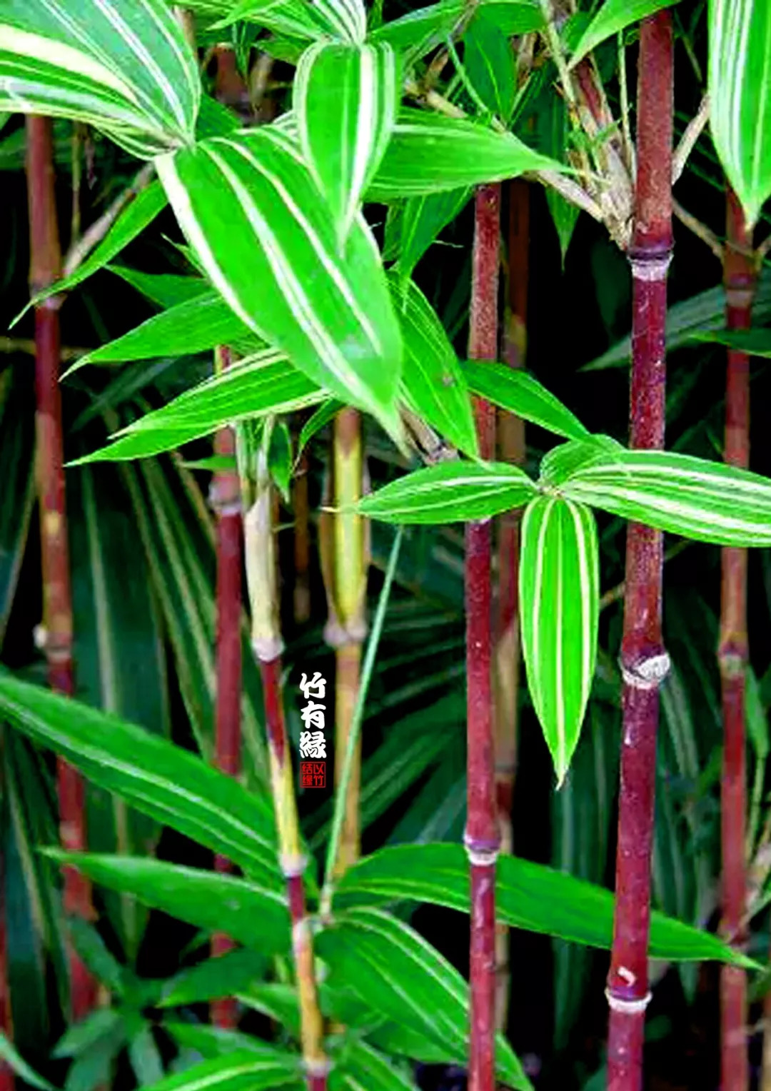 竹杆为紫红色 叶片有不规则金色条纹 竹高1米～2米,苦竹属新变异竹子