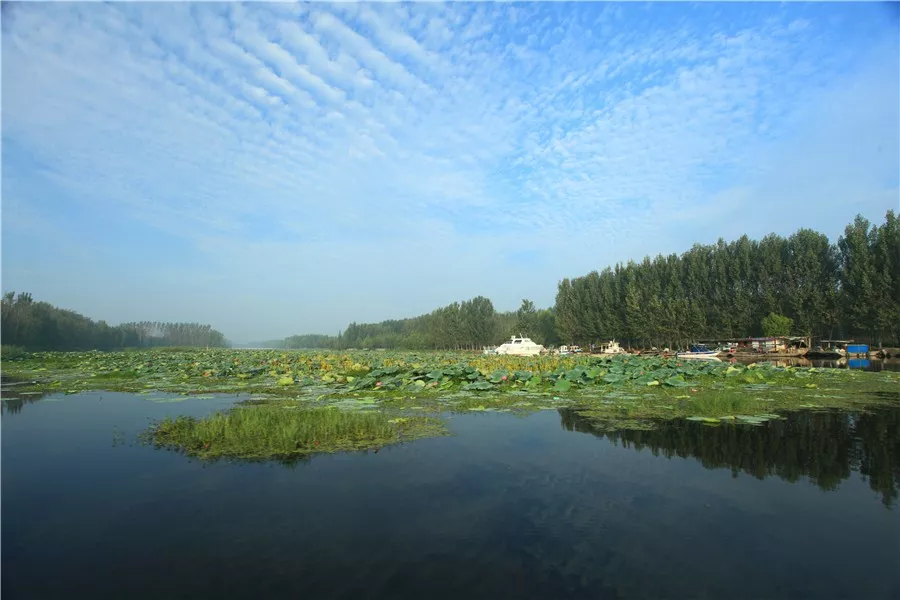 鱼台"洗肺"好去处 让我们一起来孟楼湿地吧 美不美您说了算~~ 鱼台县