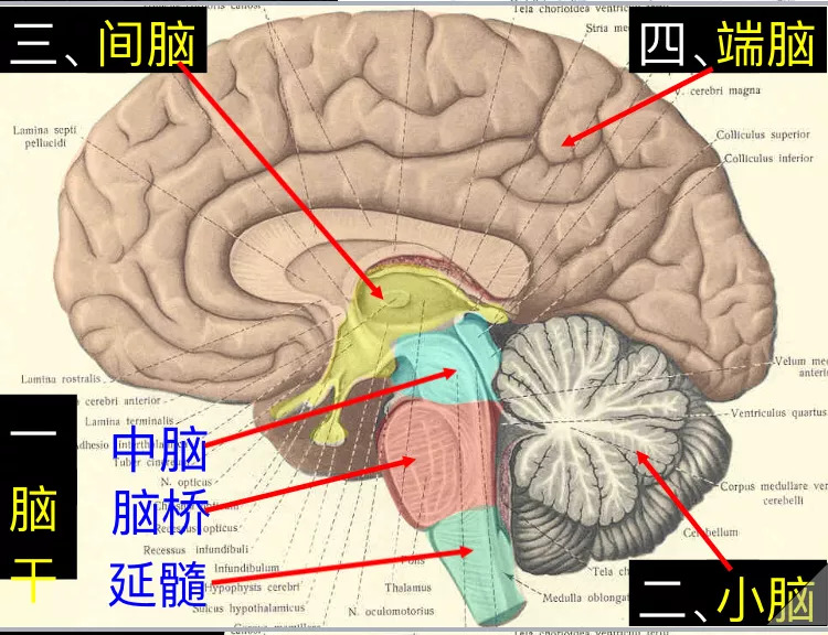 (cerebrum)端脑的外形边缘系统端脑的内部结构大脑半球内侧面主要脑