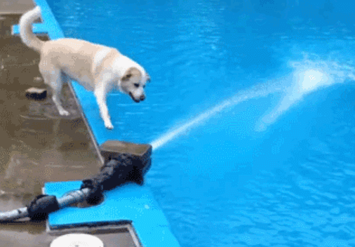许多铲屎官喜欢把狗狗带去游泳,游泳池地板滑溜溜的,变成狗狗搞笑的