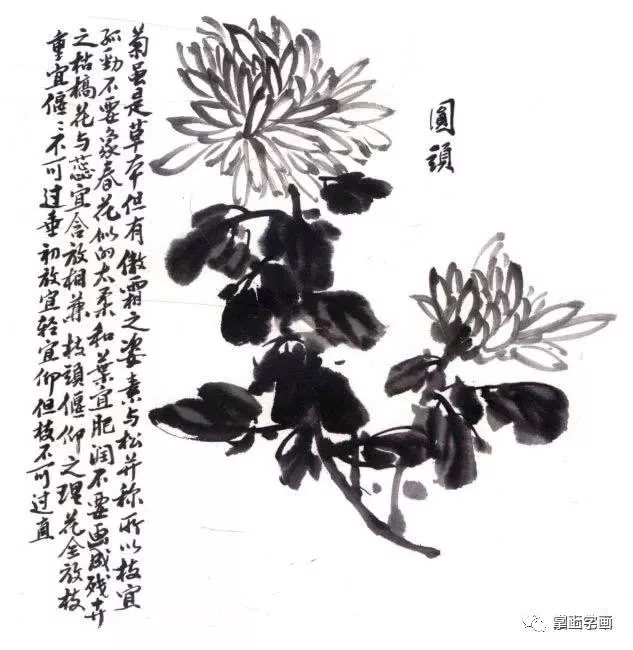 写意墨菊画法,墨菊画花叶技法详解,菊花的各种画法教程!