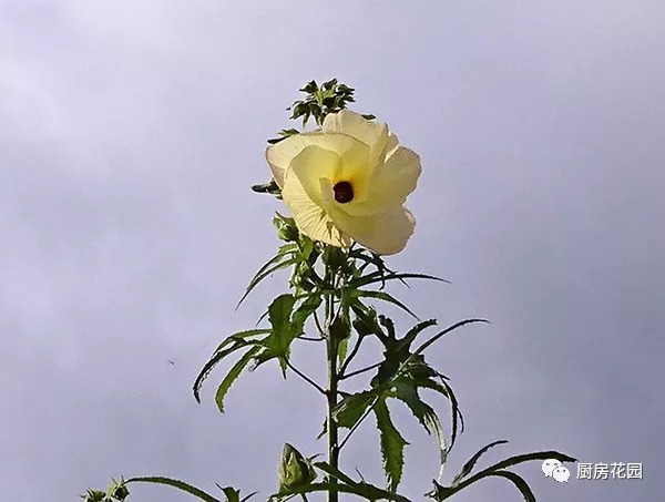 廚房花園 只想單純地做棵金花葵 不行嗎 雪花新闻