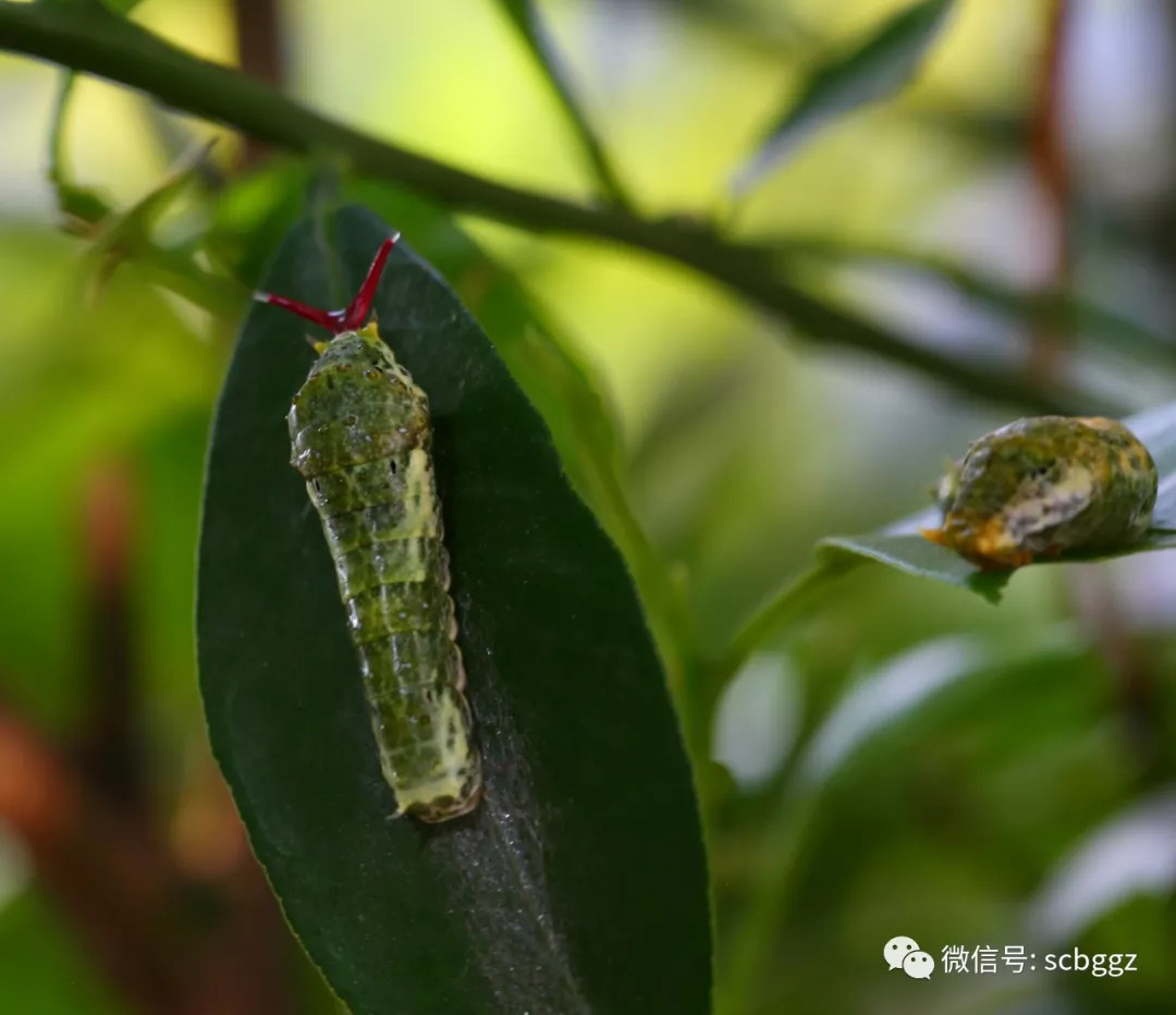 玉带凤蝶1龄虫▲玉带凤蝶卵变成幼虫幼虫:卵大约三天孵化出幼虫