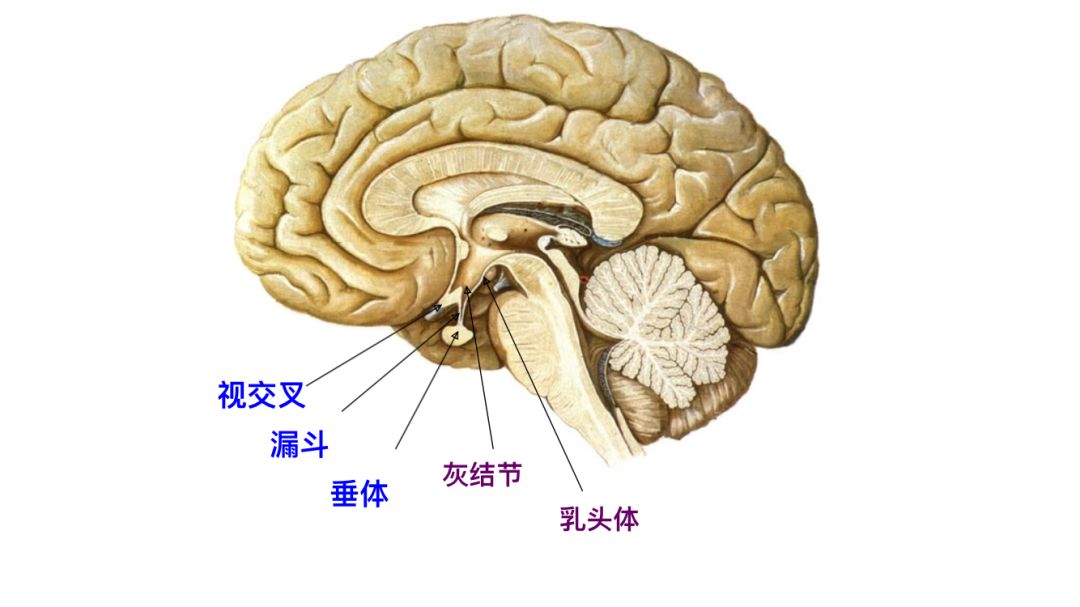 下丘脑 由视交叉,灰结节,漏斗,乳头体,垂体共同组成.
