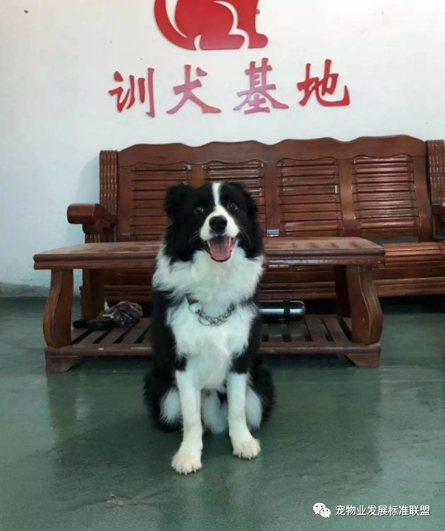 正在训犬基地参与训练的"学员"