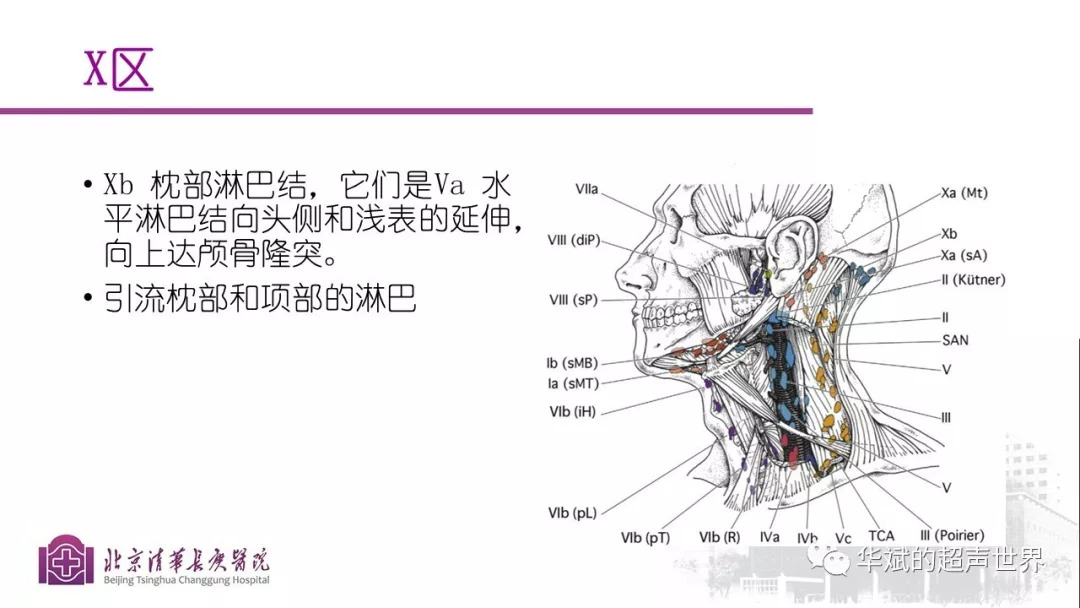 文献与病例学习:颈部淋巴结的分区解剖
