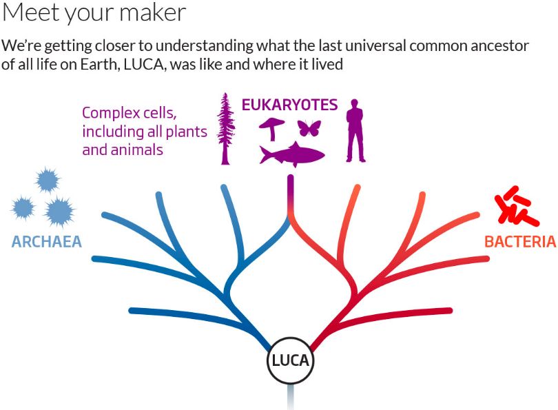 文章列表 文章详情    最后共同祖先(luca):也被称为最近普适共同祖先