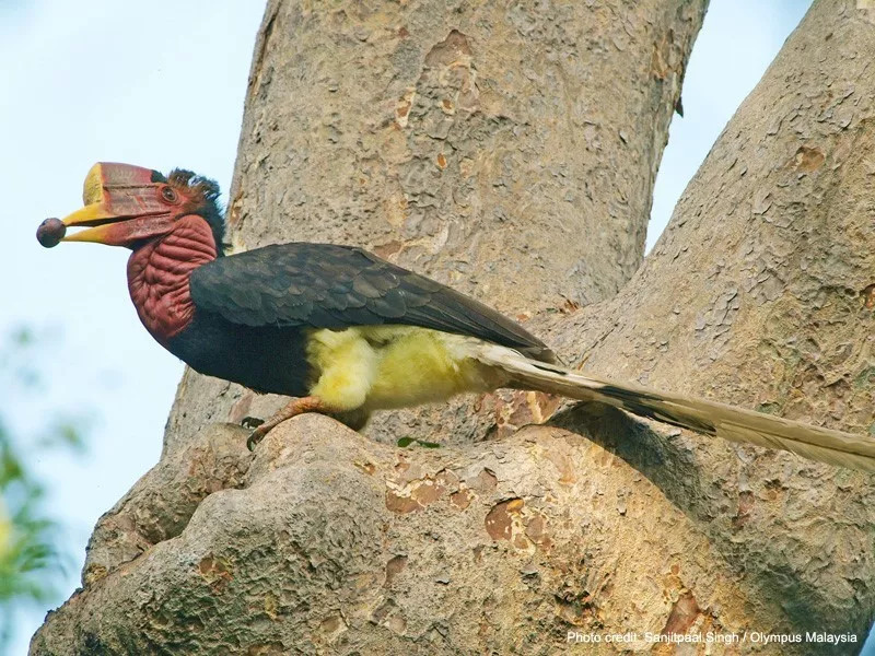 你知道这是什么吗?图片:iflscience.com 盔犀鸟.图片:animalia-life.