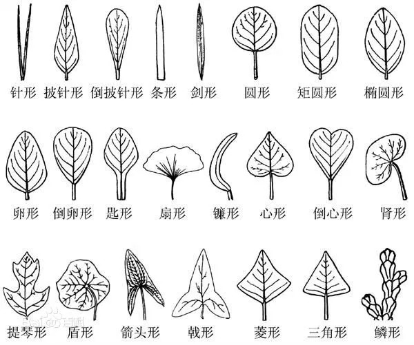 树叶的形状有多少种呢?