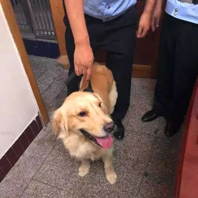 冒充警犬,吃空警局,还有什么是狗狗不敢做的?