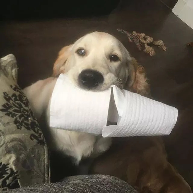狗要是撸起卫生纸,你拦都拦不住!