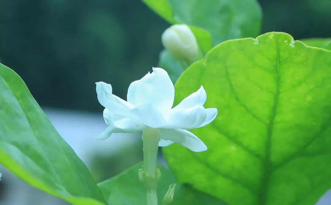 好一朵美丽的茉莉花