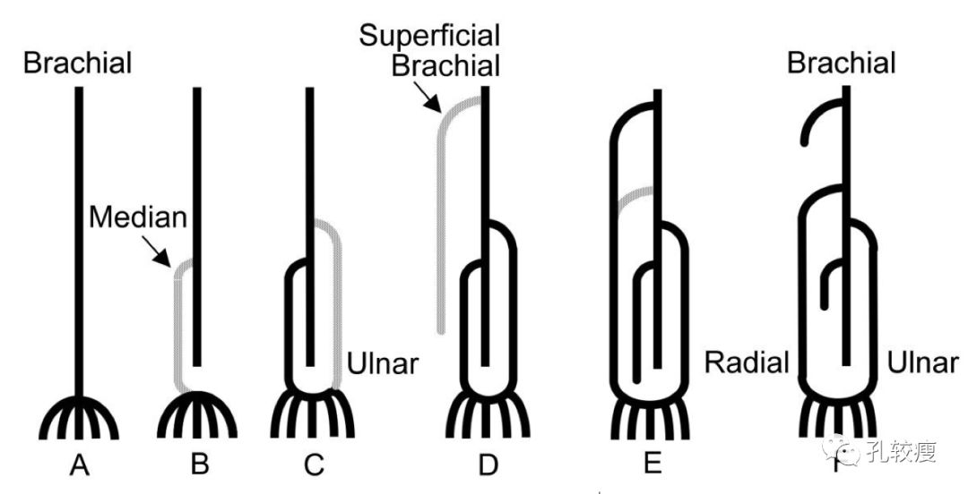 intersegmental artery 发出腋动脉并延续为肱动脉(brachial),后者