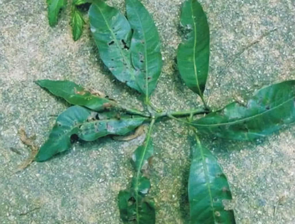 花生疮痂病-粮棉油作物病虫-图片