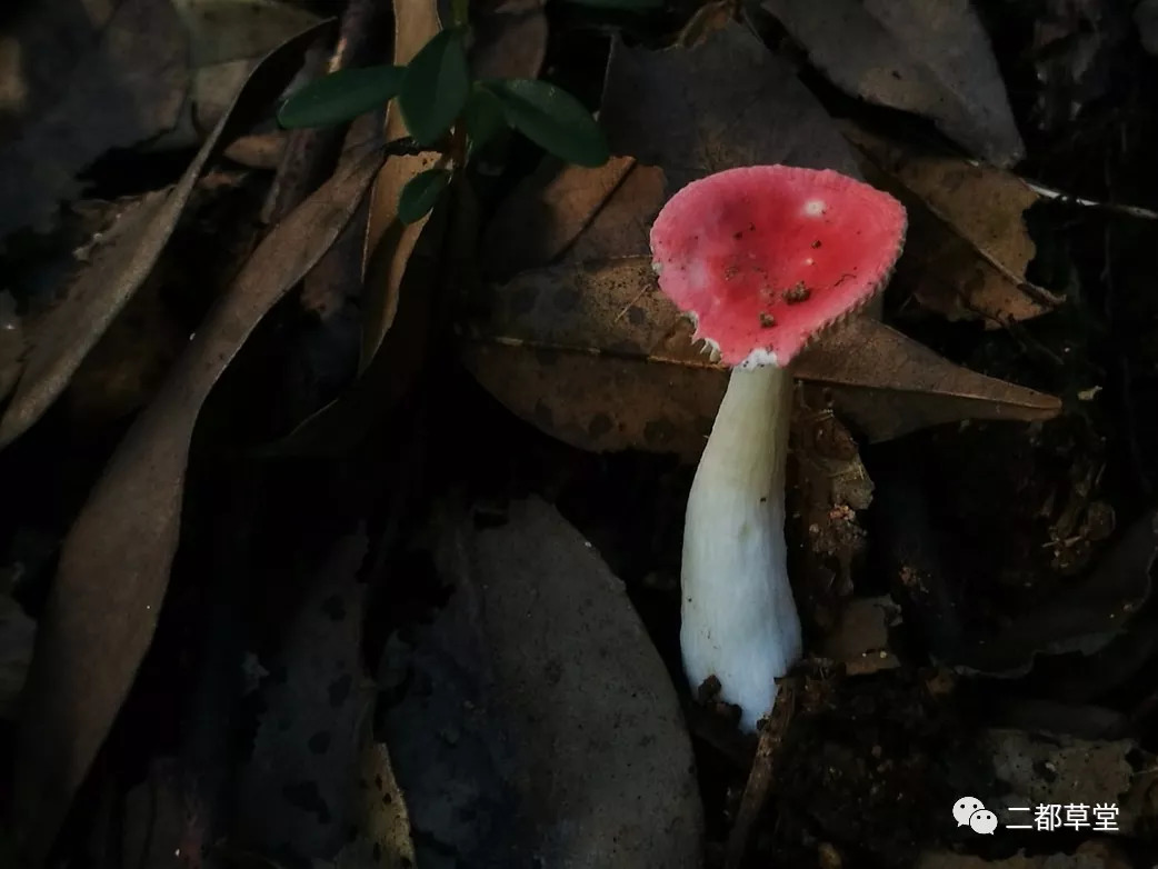 二都草堂黑森林的精灵们——蘑菇开大会