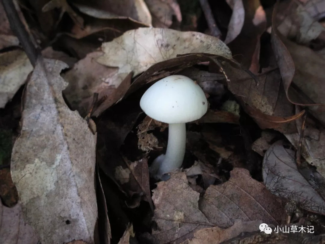 初秋,来一场野蘑菇的视觉盛宴