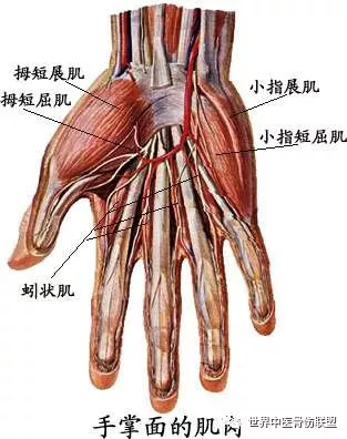 其中,蚓状肌为4条细丝状小肌,均起自指深屈肌腱桡侧,绕至第2～5指背面