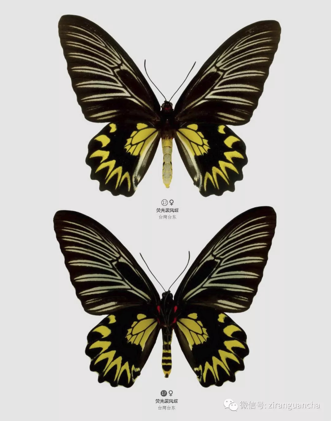很多人喜欢蝴蝶可又有几人认识中国的珍稀蝴蝶
