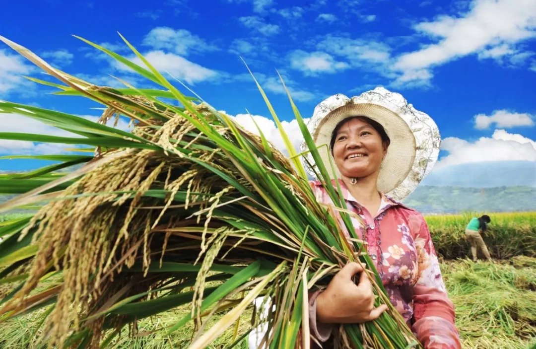 攀枝花人 | 回家打谷子了!重拾记忆中的阡陌稻田,还有美味等你