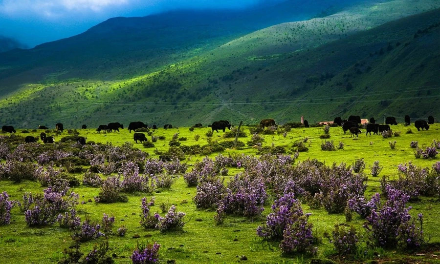 谢师恩,迎中秋,康定木雅圣地景区免门票畅玩!_高原地区