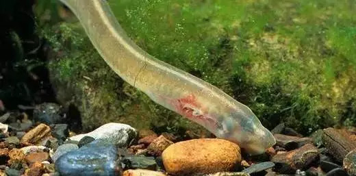 成年七鳃鳗流露出 吸血狂魔的本色,通常生活在浅海和河口附近,它们的