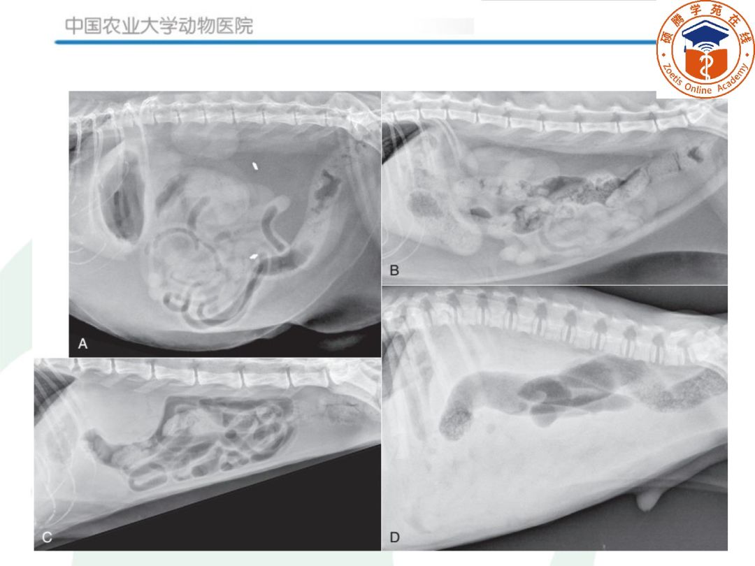 黄雅琪(广州华南农大)犬猫肿瘤病的诊断流程11月13日 王鹿敏(杭州芭比