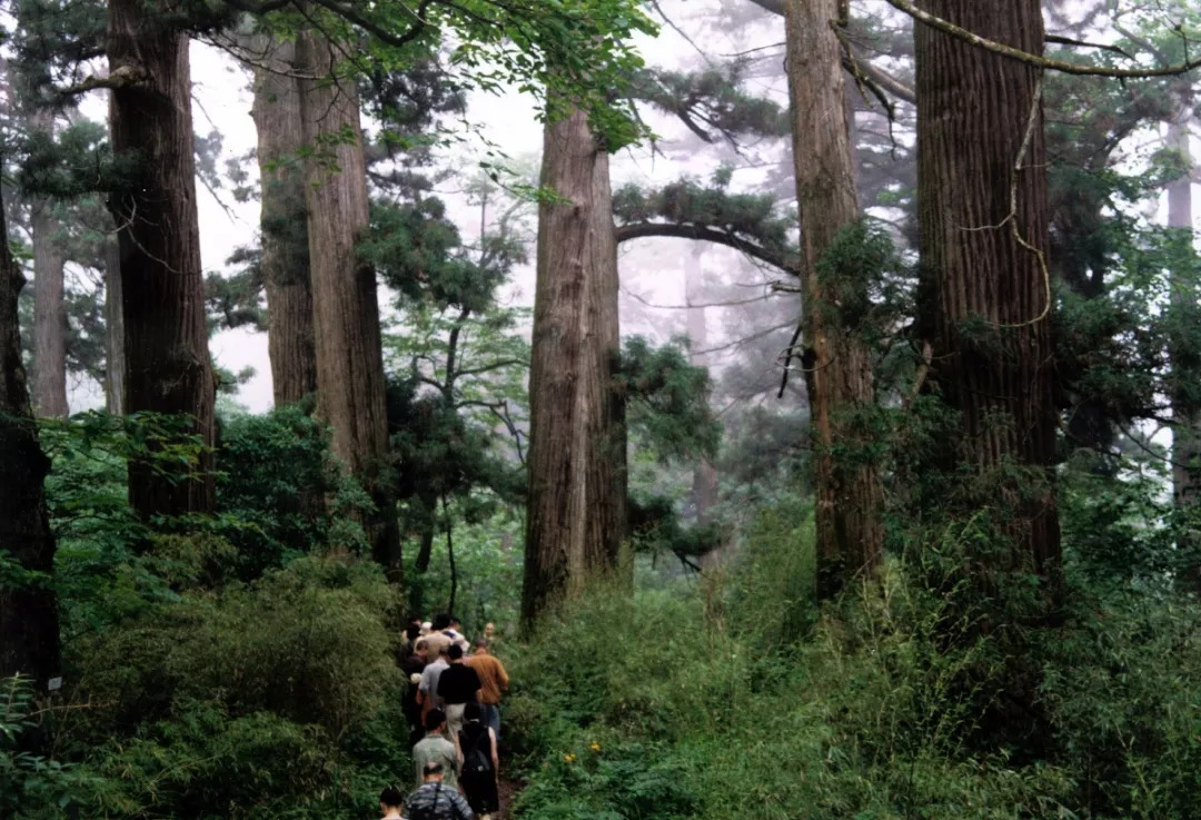 明天,临安人民都将躲进深山体验乡村游