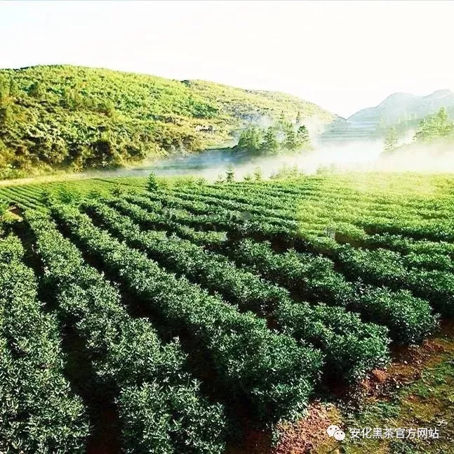 云台山万里茶道大型浮雕(图2)