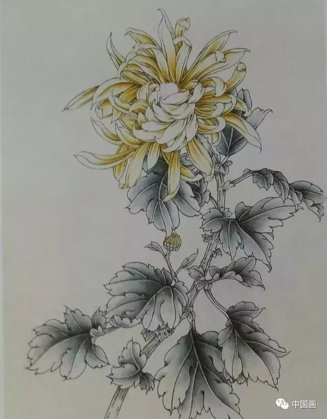 这是我见过最好的工笔菊花画法(附线描画谱)!