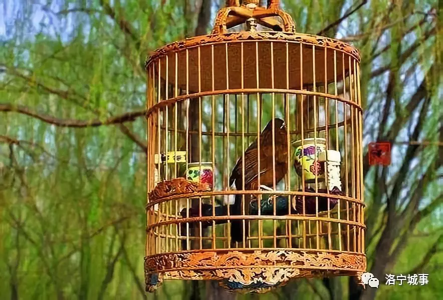 洛宁听雨:囚——观笼中之鸟感