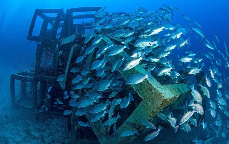 要了解为何人工鱼礁这样称为海洋生物的栖息地,我们就需要知道海平面