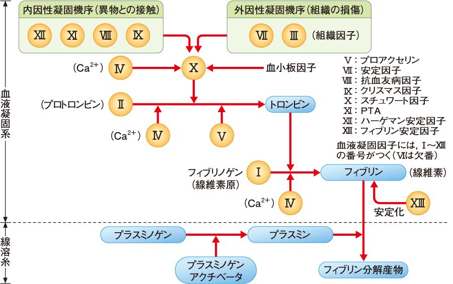 com/sn/k/view/1845) 凝血过程的启动有两个途径: 内源性途径和外源性