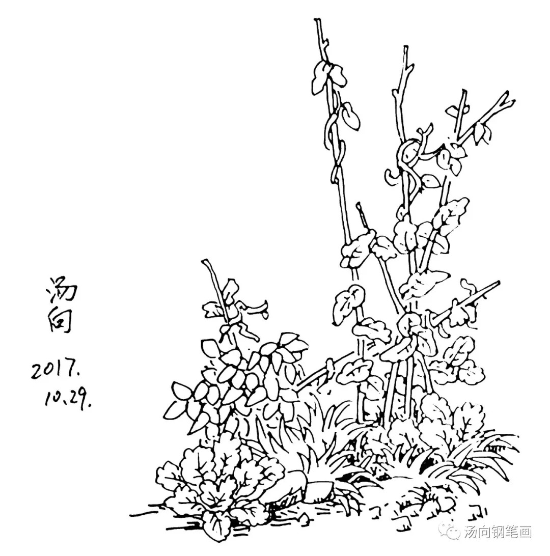 学钢笔画203藤蔓野菜……很可爱的说哦!