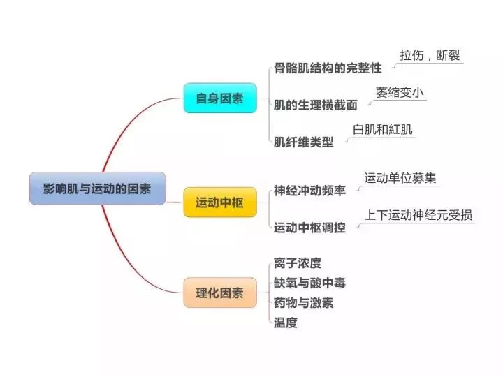 【康复干货】康复基础知识思维导图_运动