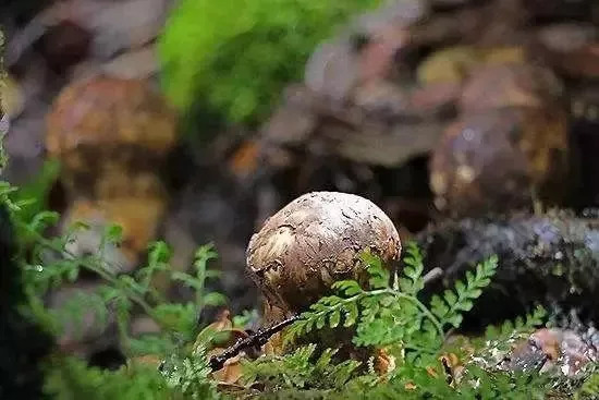 野生菌菇