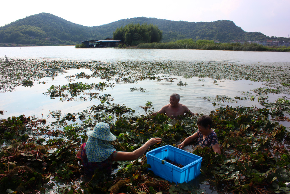 又到红菱采摘时秋水嫩红菱鸣鹤古镇与鹤无关