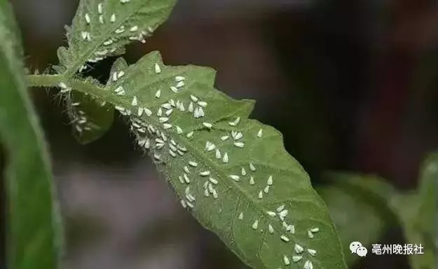 "白粉虱"作为一种害虫,无论是对植物还是对人们的生活都有着不小的